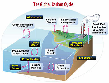 Carbon cycle diagram