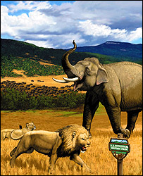 Wild animals on a North American plain, Nature/Cornell