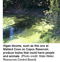 Algae blooms at Mallard Cove on Copco Reservoir