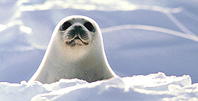 Seal Pup 