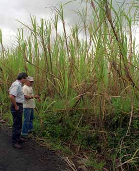 Hawaiian sugarcane crops could be one of the many ethanol feedstocks available for a proposed power plant for the islands.
