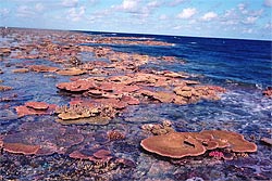 Reef