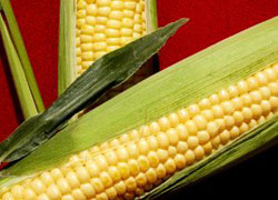 Corn