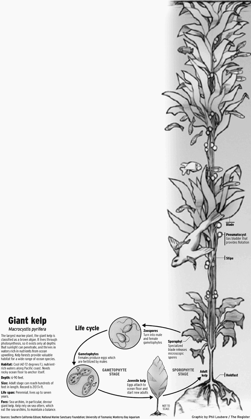 More on kelp