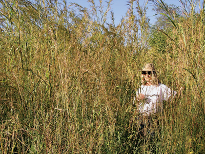 Study says grass grown on marginal land can prod.jpg Study says grass grown on marginal land can prod.jpg