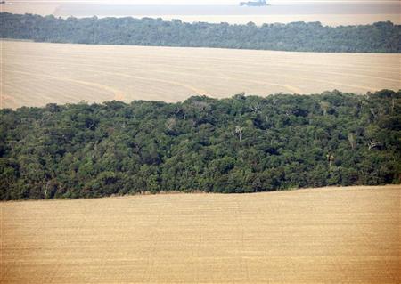 Amazon Forest Loss At Lowest In 23 Years: Brazil Photo: Reuters/Paulo Whitaker