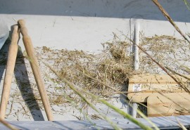 LO RES FEA Photo WIld Rice 02 AP060830035659 270x185 The Long and Honorable Battle of the Ojibwe to Keep Their Wild Rice Wild