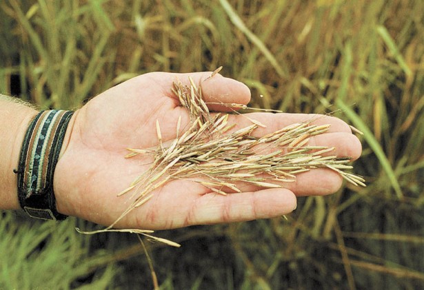 Wild Rice in a hand