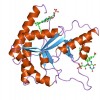 The enzyme luciferase 