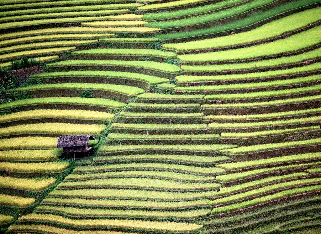 Scientists have created a strain of genetically modified rice that produces a major component of human blood