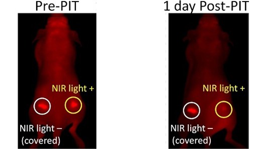 Image of a mouse with implanted tumors before and after receiving photoimmunotherapy (PIT)...