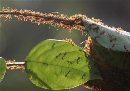 Climate Change Spawns The Incredible Shrinking Ant Photo: Zainal Abd Halim