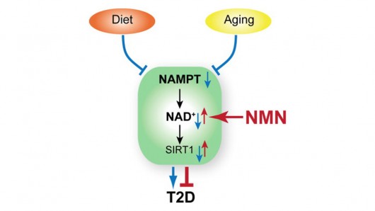 The naturally occurring compound, NMN, has been shown to reverse diabetes in mice 