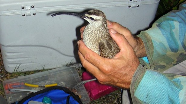 Whimbrel that flew through hurricane Irene