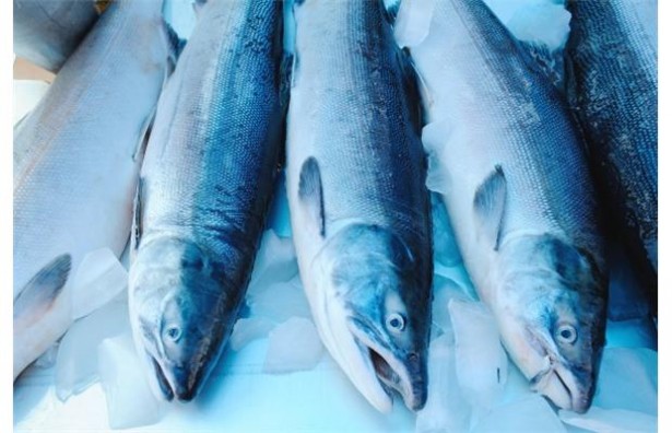 Salmon being tested for radiation from Japan nuclear disaster have come up clean