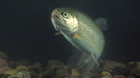 A new study suggests that exposure to titanium oxide nanoparticles causes rainbow trout to...
