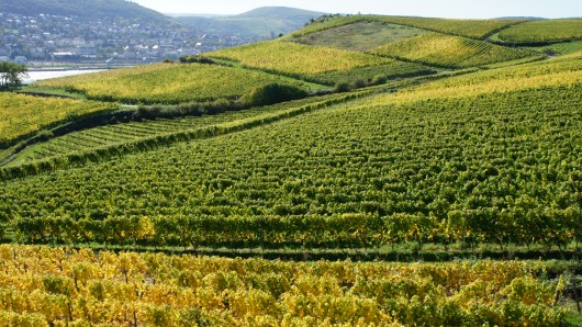 Yale University researchers have now identified a key genetic gear that keeps the circadia...