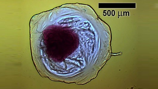 The iCHELLs created by a team from the University of Glasgow could be the first step on th...
