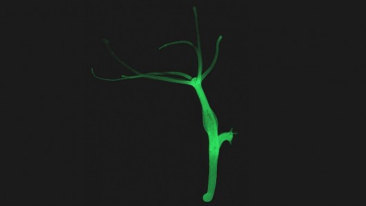 Dorian Gray move aside, scientists have discovered that the immortal hydra polyp might hel...