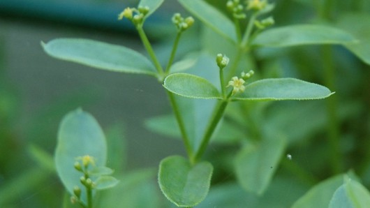 Researchers have used a dye extracted from the root of the madder plant to develop a new '...