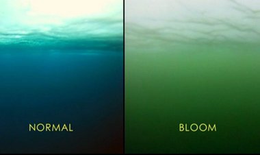Seething Phytoplankton Rainforest Discovered Beneath Arctic Ocean Ice Worries Scientists Seething Phytoplankton Rainforest Discovered Beneath Arctic Ocean Ice Worries Scientists