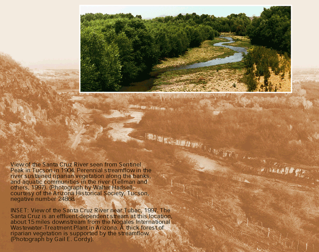 View of the Santa Cruz River seen from sentinel Peak in Tucson in 1904. Perennial streamflow in the river sustained riparian vegetation along the banks, and aquatic communities in the river (Tellman and others, 1997). (Photograph by Walter Hadsell, courtesy of the Arizona Historical Society, Tucson, negative number 24868. - INSERT: View of the Santa Cruz River near Tubac, 1997. The Santa Cruz is an effluent dependent stream at this location, about 15 miles downstream from the Nogales International Wastewater-Treatment Plant in Arizona. A thick forest of riparian vegetation is supported by the streamflow. (Photograph by Gail E. Cordy).