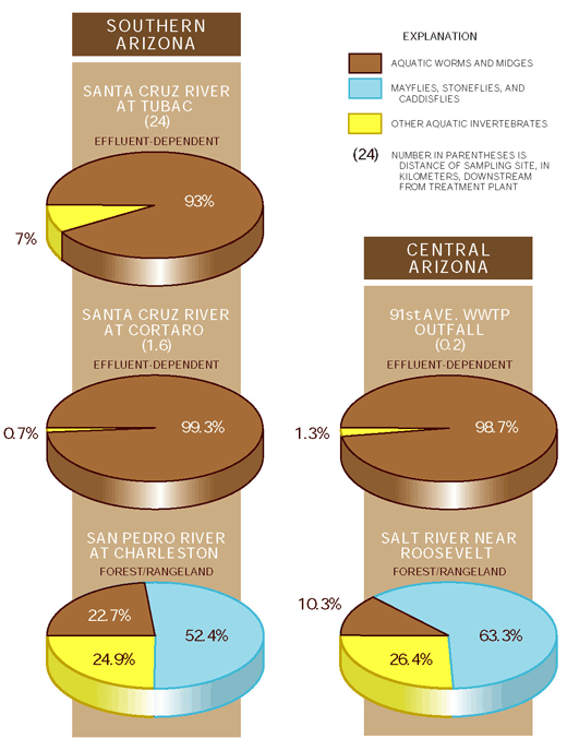 Figure 14. Pollution-tolerant aquatic invertebrates are most abundant in effluent-dependent streams. 