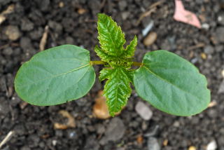 Self seeded castor oil plant seedling