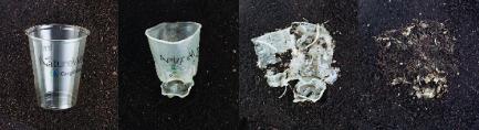 Vanishing act: a compostable cup biodegrades over 1, 15, 30 and 50 days